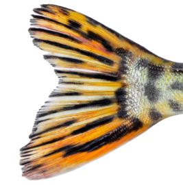 Vissticker Snoek Zwemmend 100 cm Rechts Vis Sticker Vissen Snoeksticker Bootsticker Roofvissen Auto