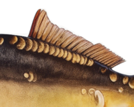 Real Fish Trofee Spiegelkarper 23 cm Vis Prijs Karper Karperwedstrijd Fish Trophy Vistrofee Visprijs