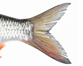 Vissticker Blankvoorn Voorn 100 cm Links Vis Sticker Witvis Stickers Vissen Aanhanger Auto Boot Bus