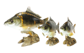 3D Real Fish Trophy Carp 34 cm Levensecht Karperbeeld Beeld Karper