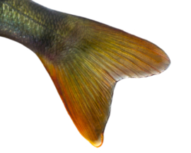 Vissticker Baars 100 cm Links Vis Sticker Auto Vissen Baarssticker Bootsticker Roofvissen Roofvis