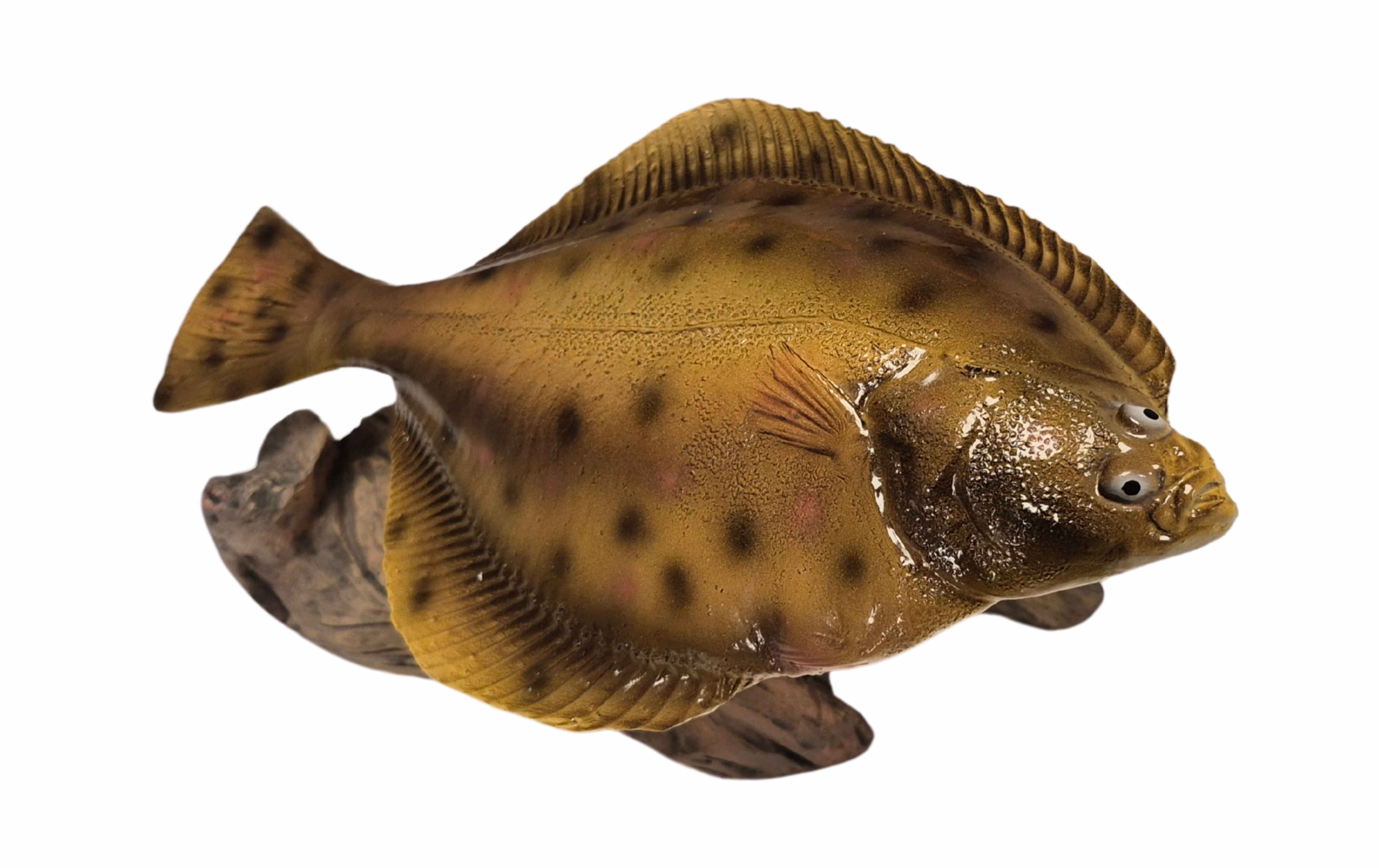 3D Real Fish Trophy Bot 25 cm Beeld Platvis Zeevissen Trofee Zee Vis Zeevis Wedstrijd Visbeker Schol