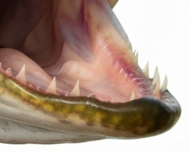 Vissticker Snoek Open Bek 100 cm Rechts Vis Sticker Tanden Vissen Snoeksticker Bootsticker Roofvis