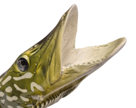 3D Real Fish Trophy Snoek 48 cm Levensecht Beeld Snoekbeeld Trofee Visbeker Sokkel Groen Natuurlijk