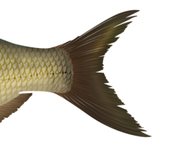 Vissticker Brasem 50 cm Links Vis Sticker Vissen Stickers Vissen Witvis Brasems Fietskar Aanhanger