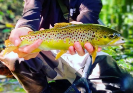 Viscadeau: Forellen Mystery Box Cadeauset Forelvisser Startset Forel Vissen Forellen Vis Cadeau Set