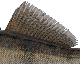 Vissticker Snoekbaars 50 cm Links Vis Sticker Vissen Stickers Bootsticker Auto Roofvissen Roofvis