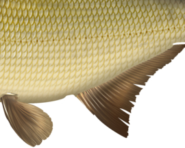 Vissticker Brasem 50 cm Links Vis Sticker Vissen Stickers Vissen Witvis Brasems Fietskar Aanhanger