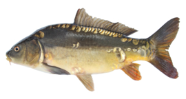 Vissticker Spiegelkarper 15 cm Links Vis Sticker Real Mirror Spiegel Karper Vissen Karpersticker