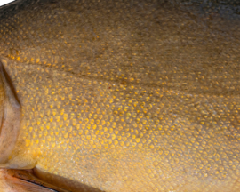 Vissticker Zeelt 15 cm Links Vis Sticker Witvis Stickers Zeelten Vissen Aanhanger Auto Spreekbeurt