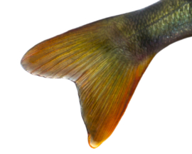 Vissticker Baars 15 cm Rechts Vis Sticker Vissen Baarssticker Roofvissen Roofvis Stickers Boot