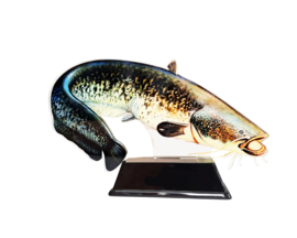Vistrofee Real Fish Meerval 17 cm Prijs Trofee Meervalwedstrijd Viswedstrijd Vis Visprijs Visprijzen