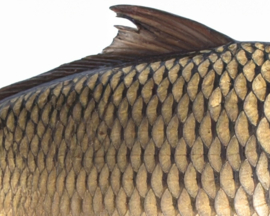 Vissticker Schubkarper 100 cm Rechts Vis Sticker Karper Vissen Karpersticker Bootsticker Auto Boot