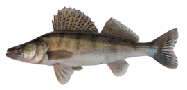 Vissticker Snoekbaars 15 cm Links Vis Sticker Vissen Stickers Bootsticker Auto Roofvissen Roofvis