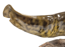 3D Real Fish Trophy Meerval 30 cm Levensecht Beeld Meervalbeeld Trofee Visbeker Sokkel Natuurlijk
