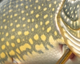 Vissticker Snoek Open Bek 100 cm Rechts Vis Sticker Tanden Vissen Snoeksticker Bootsticker Roofvis