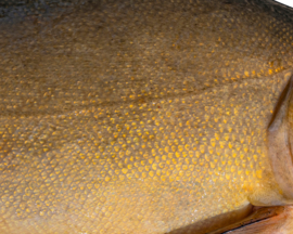 Vissticker Zeelt 50 cm Rechts Vis Sticker Witvis Stickers Zeelten Vissen Aanhanger Auto Spreekbeurt