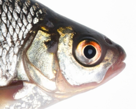 Vissticker Blankvoorn Voorn 100 cm Rechts Vis Sticker Witvis Stickers Vissen Aanhanger Auto Boot Bus