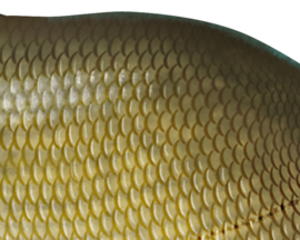 Vissticker Brasem 15 cm Rechts Vis Sticker Vissen Stickers Vissen Witvis Brasems Fietskar Aanhanger