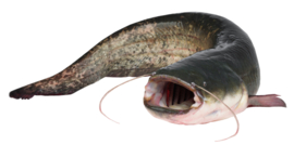 Vissticker Meerval 15 cm Links Vis Sticker Vissen Meervalsticker Bootsticker Autosticker Stickers