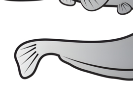 Vissticker Meerval 7 x 5 cm Zilver Contour Vis Sticker Vrijstaand Roofvis Vissen Meervalsticker Auto