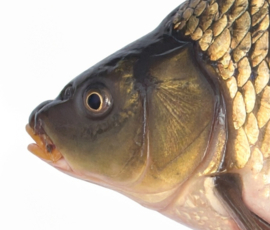 Vissticker Schubkarper 15 cm Links Vis Sticker Karper Vissen Karpersticker Bootsticker Auto Boot