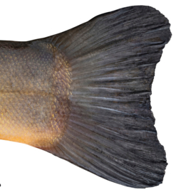 Vissticker Zeelt 15 cm Links Vis Sticker Witvis Stickers Zeelten Vissen Aanhanger Auto Spreekbeurt