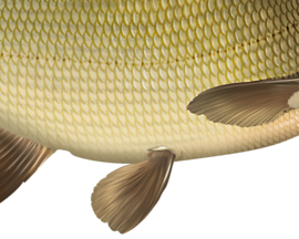 Vissticker Brasem 15 cm Rechts Vis Sticker Vissen Stickers Vissen Witvis Brasems Fietskar Aanhanger