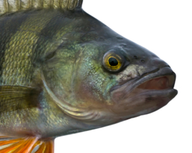 Vissticker Baars 15 cm Rechts Vis Sticker Vissen Baarssticker Roofvissen Roofvis Stickers Boot