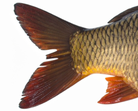 Vissticker Schubkarper 100 cm Rechts Vis Sticker Karper Vissen Karpersticker Bootsticker Auto Boot