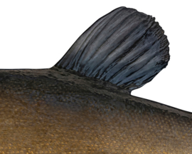 Vissticker Zeelt 15 cm Links Vis Sticker Witvis Stickers Zeelten Vissen Aanhanger Auto Spreekbeurt