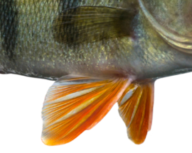 Vissticker Baars 15 cm Rechts Vis Sticker Vissen Baarssticker Roofvissen Roofvis Stickers Boot