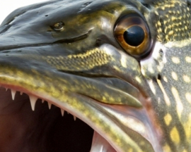 Vissticker Snoek Open Bek 15 cm Links Vis Sticker Tanden Vissen Snoeksticker Bootsticker Roofvissen