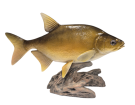 3D Real Fish Trophy Brasem Beeld 56 cm Levensecht Brasembeeld Beeldje Trofee Prijs Viswedstrijd Vis
