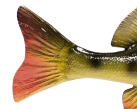 3D Real Fish Trophy Baars 30 cm Levensecht Beeld Baarsbeeld