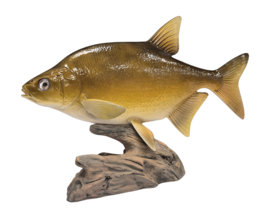 3D Real Fish Trophy Brasem Beeld 56 cm Levensecht Brasembeeld Beeldje Trofee Prijs Viswedstrijd Vis