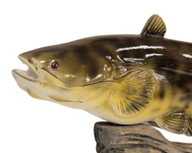 3D Real Fish Trophy Meerval 30 cm Levensecht Beeld Meervalbeeld Trofee Visbeker Sokkel Natuurlijk