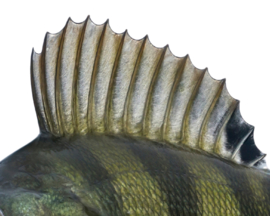 Vissticker Baars 100 cm Links Vis Sticker Auto Vissen Baarssticker Bootsticker Roofvissen Roofvis