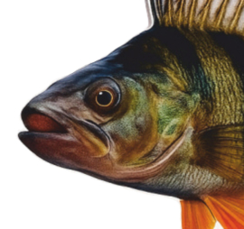 Real Fish Trofee Baars 17 cm Vis Prijs Roofviswedstrijd Viswedstrijd Fish Trophy Vistrofee Visprijs