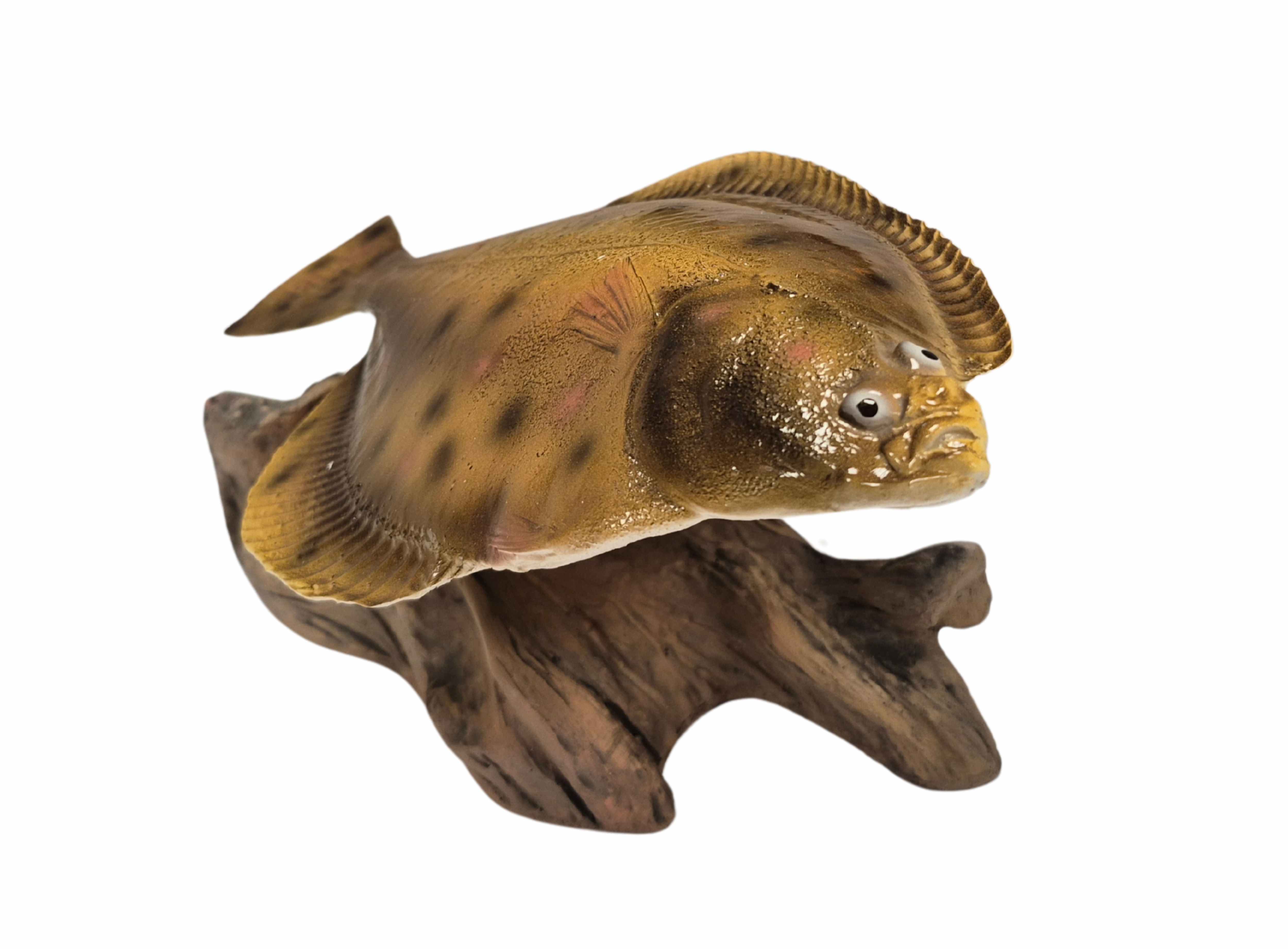 3D Real Fish Trophy Bot 25 cm Beeld Platvis Zeevissen Trofee Zee Vis Zeevis Wedstrijd Visbeker Schol