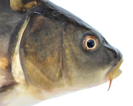 Vissticker Spiegelkarper 15 cm Rechts Vis Sticker Real Mirror Spiegel Karper Vissen Karpersticker