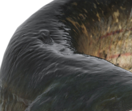 Vissticker Meerval 15 cm Rechts Vis Sticker Vissen Meervalsticker Bootsticker Autosticker Stickers