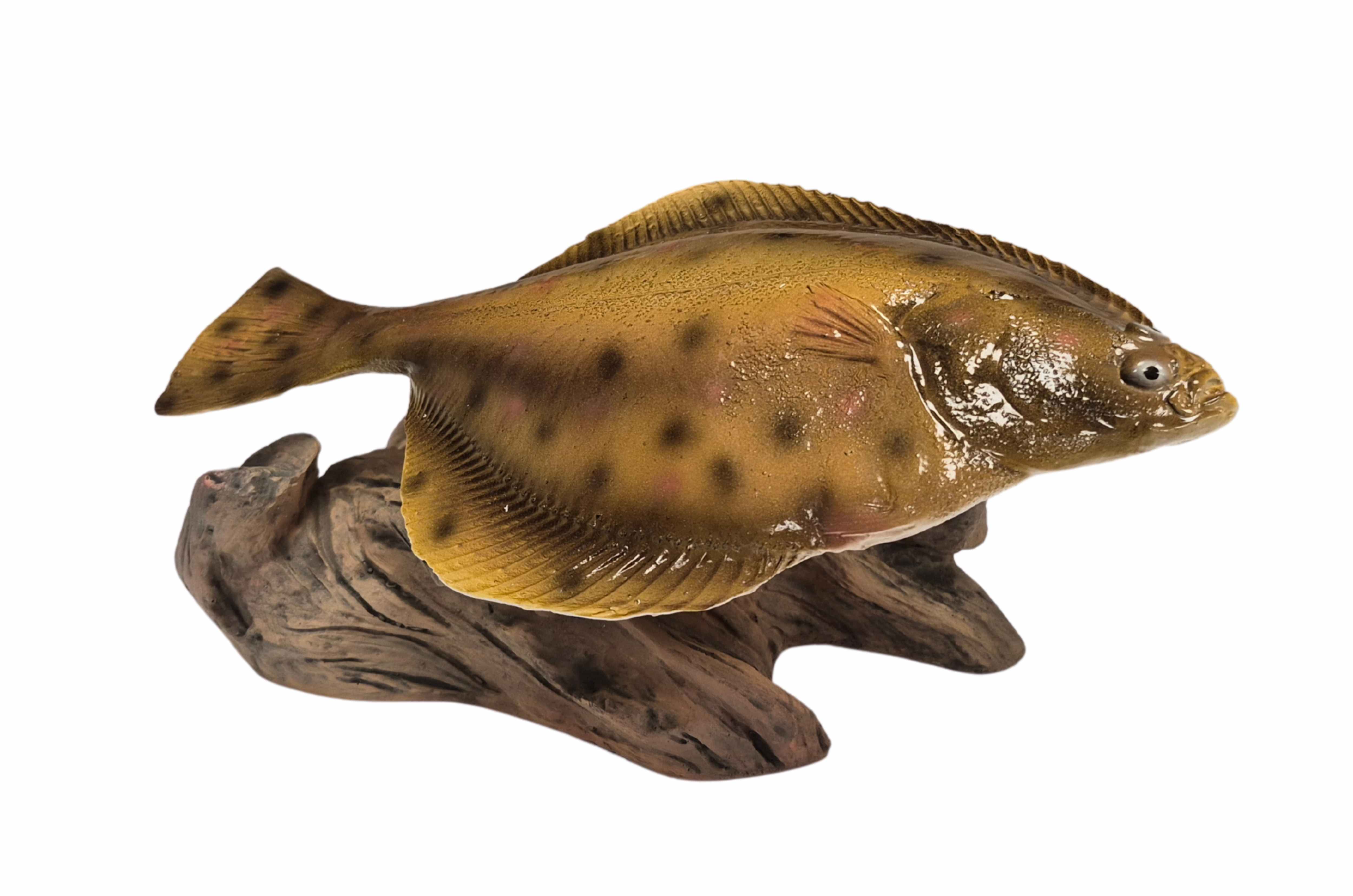 3D Real Fish Trophy Bot 25 cm Beeld Platvis Zeevissen Trofee Zee Vis Zeevis Wedstrijd Visbeker Schol