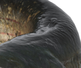 Vissticker Meerval 100 cm Links Vis Sticker Vissen Meervalsticker Bootsticker Autosticker Stickers