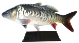 Vistrofee Real Fish – Spiegelkarper 23 cm