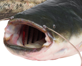 Vissticker Meerval 100 cm Links Vis Sticker Vissen Meervalsticker Bootsticker Autosticker Stickers