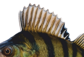 Real Fish Trofee Baars 17 cm Vis Prijs Roofviswedstrijd Viswedstrijd Fish Trophy Vistrofee Visprijs