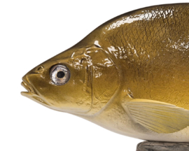 3D Real Fish Trophy Brasem Beeld 56 cm Levensecht Brasembeeld Beeldje Trofee Prijs Viswedstrijd Vis