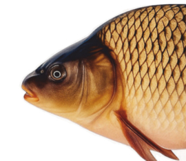 Real Fish Trofee Schubkarper 17 cm Vis Prijs Karper Karperwedstrijd Fish Trophy Vistrofee Visprijs