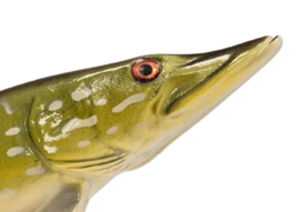 3D Real Fish Trophy Snoek 30 cm Levensecht Beeld Snoekbeeld Trofee Visbeker Sokkel Groen Natuurlijk